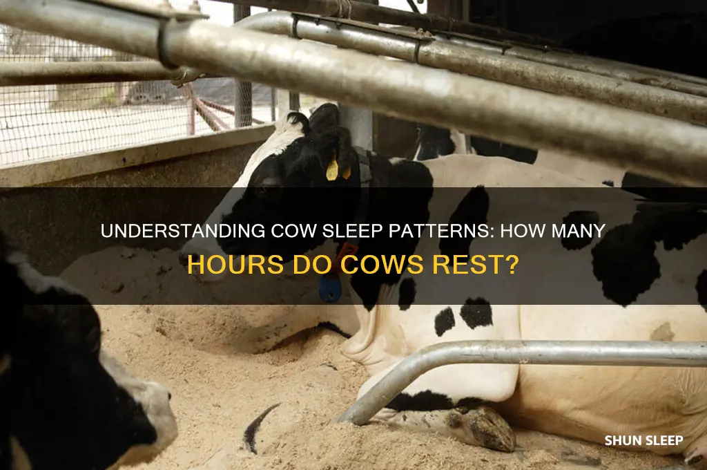 how many hours cows sleep