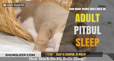 Understanding Daily Sleep Patterns of Adult Pit Bulls: Hours and Habits