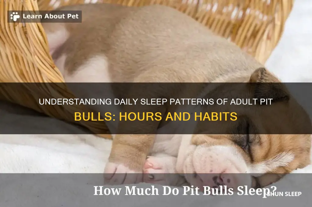 how many hours daily does an adult pitbul sleep