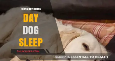 Understanding Your Dog's Daily Sleep Patterns and Rest Needs