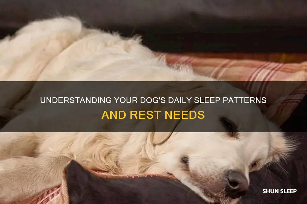 how many hours day dog sleep