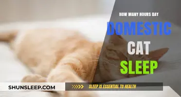 Understanding Your Cat's Daily Sleep Patterns and Resting Habits