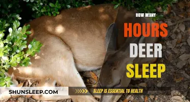 Unveiling Deer Sleep Patterns: How Many Hours Do They Rest?
