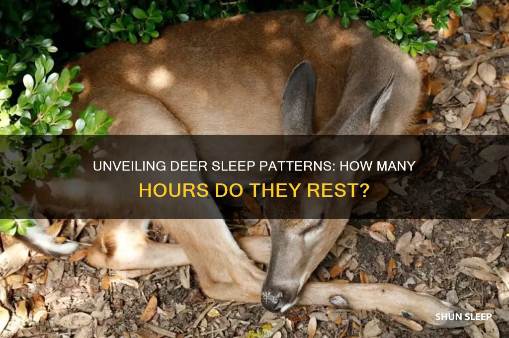 how many hours deer sleep