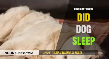Understanding Your Dog's Sleep Patterns: Hours and Habits Explained