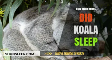 Unveiling the Koala's Sleep Secrets: Hours of Daily Slumber Explained