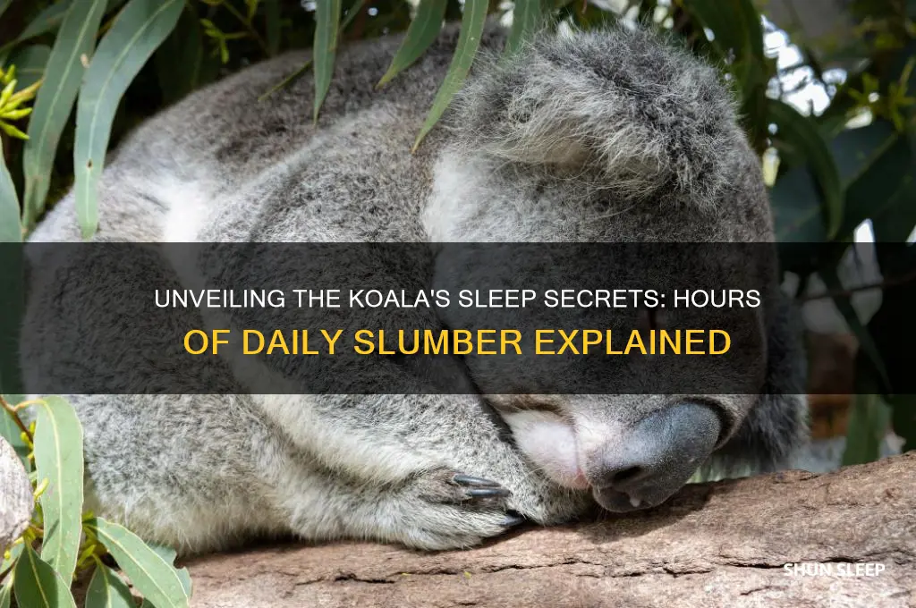 how many hours did koala sleep