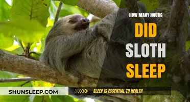 Unveiling the Sloth's Sleep Secrets: Hours of Rest Revealed