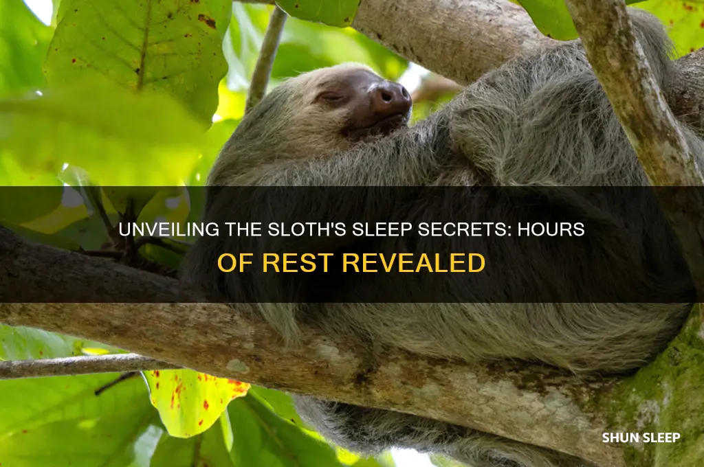 how many hours did sloth sleep