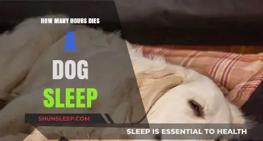 Understanding Your Dog's Sleep Patterns: How Many Hours Do They Need?