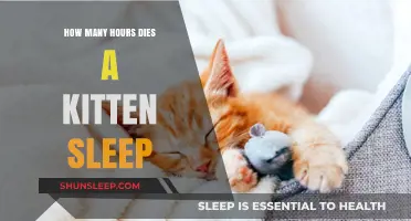 Understanding Kitten Sleep Patterns: How Many Hours Do They Nap?
