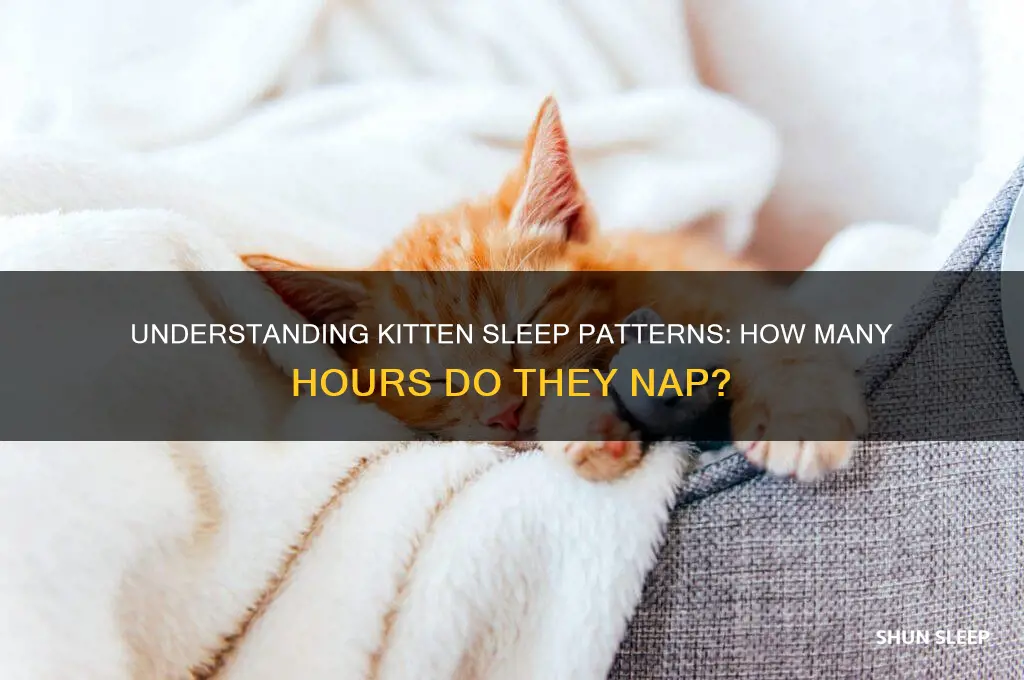 how many hours dies a kitten sleep