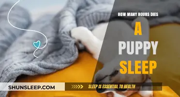 Understanding Puppy Sleep Patterns: How Many Hours Do They Need?