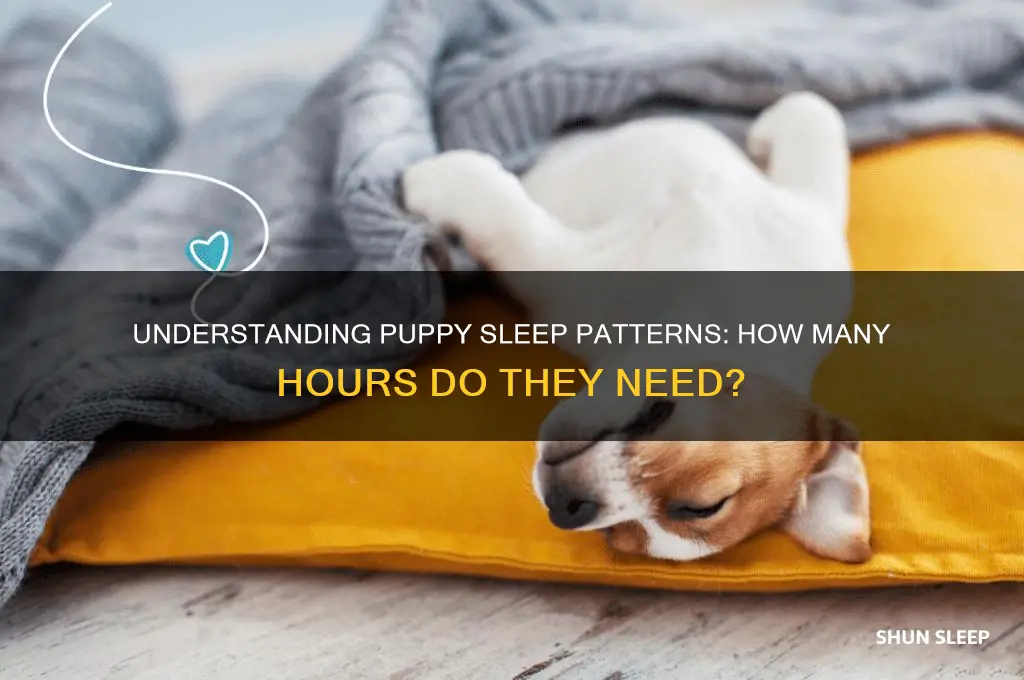 how many hours dies a puppy sleep