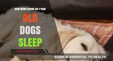 Understanding Your One-Year-Old Dog's Sleep Patterns and Needs