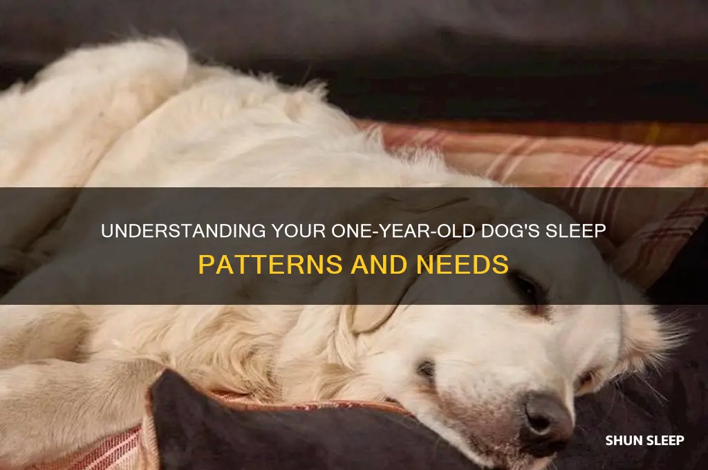 how many hours do 1 year old dogs sleep