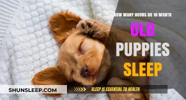 Understanding Your 10-Month-Old Puppy's Sleep Needs and Patterns