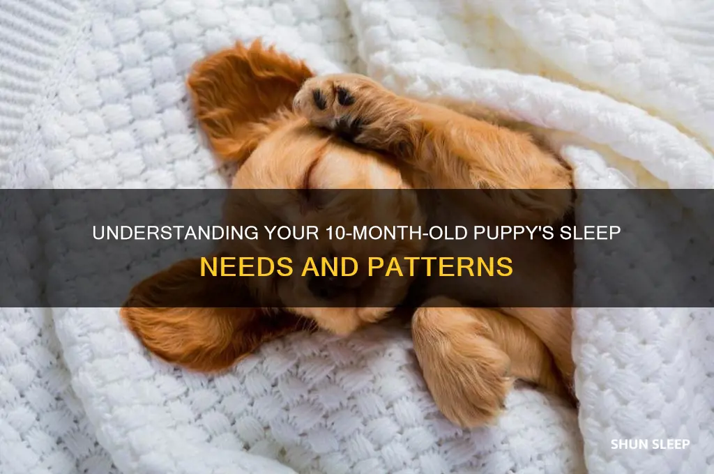 how many hours do 10 month old puppies sleep