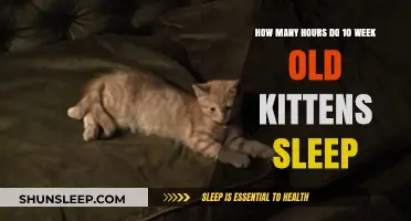 Understanding 10-Week-Old Kittens' Sleep Patterns and Daily Rest Hours