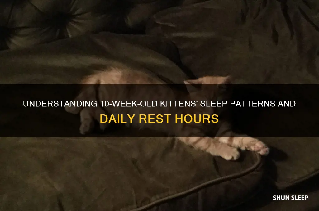 how many hours do 10 week old kittens sleep