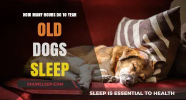 Understanding Senior Dog Sleep Patterns: How Much Rest Do 10-Year-Old Dogs Need?
