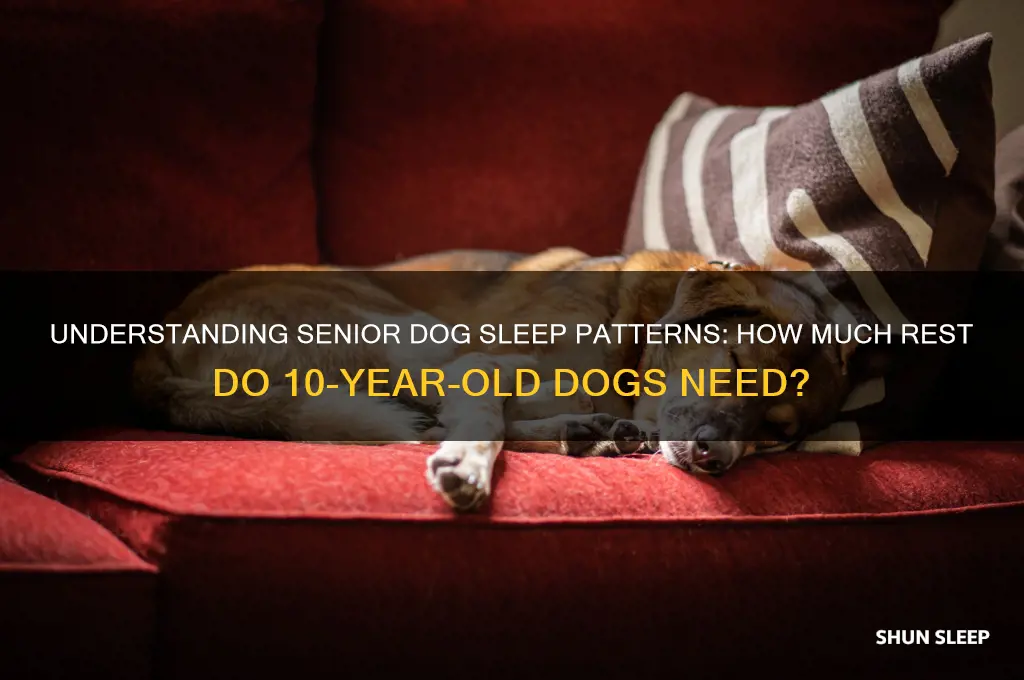 how many hours do 10 year old dogs sleep