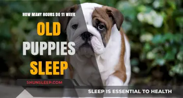 Understanding 11-Week-Old Puppy Sleep Patterns: Hours and Rest Needs