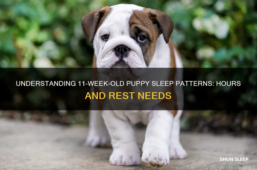 how many hours do 11 week old puppies sleep
