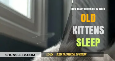 Understanding 12-Week-Old Kitten Sleep Patterns: Hours and Habits