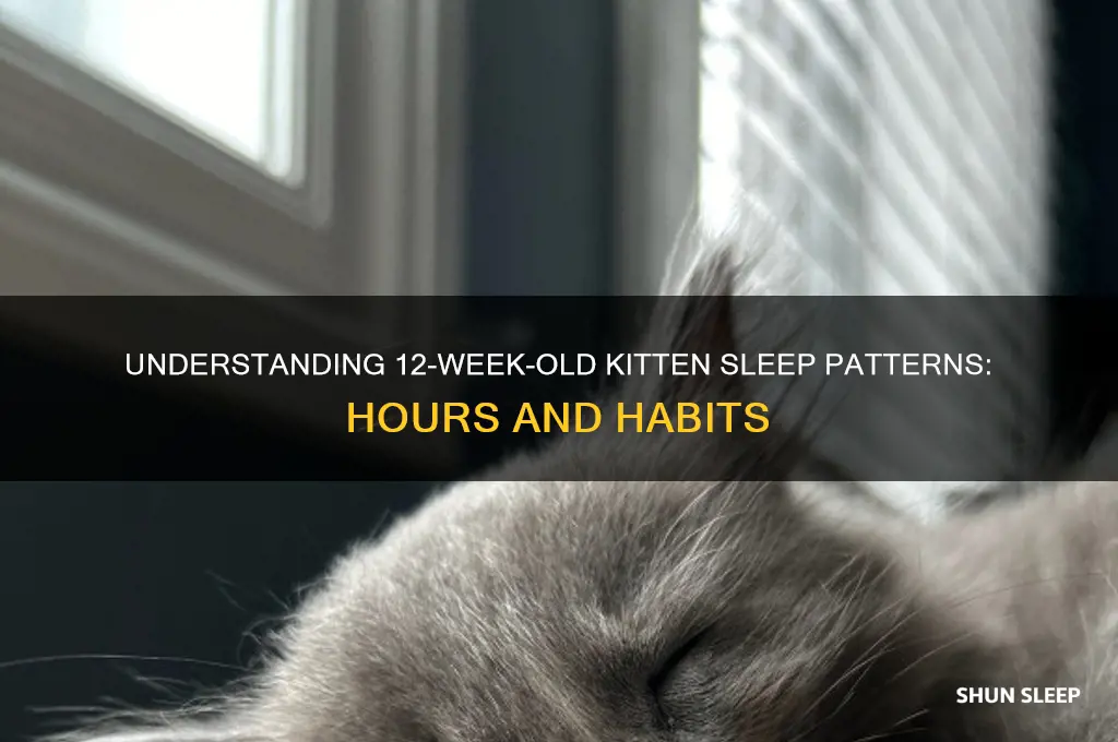 how many hours do 12 week old kittens sleep