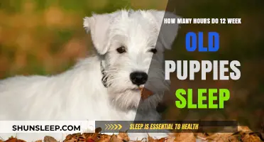 Understanding 12-Week-Old Puppy Sleep Patterns: Hours and Habits Explained
