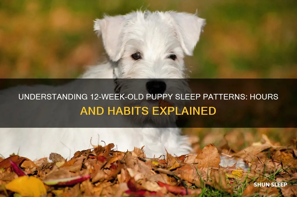 how many hours do 12 week old puppies sleep