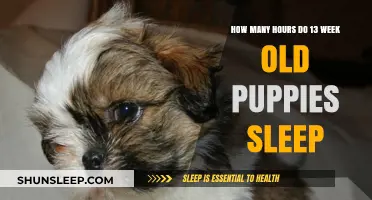 Understanding 13-Week-Old Puppy Sleep Patterns: Hours and Rest Needs