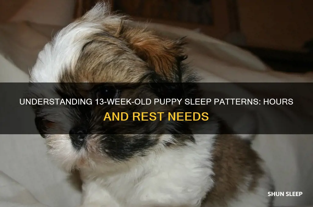 how many hours do 13 week old puppies sleep