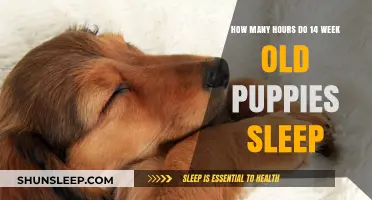 Understanding 14-Week-Old Puppy Sleep Patterns and Rest Needs
