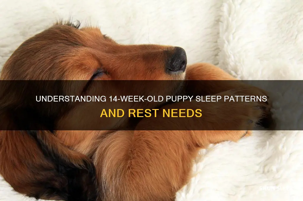 how many hours do 14 week old puppies sleep