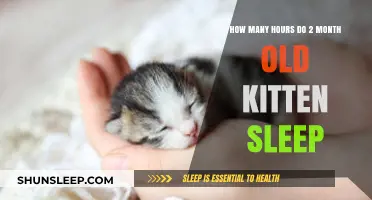 Understanding Your 2-Month-Old Kitten's Sleep Patterns and Needs