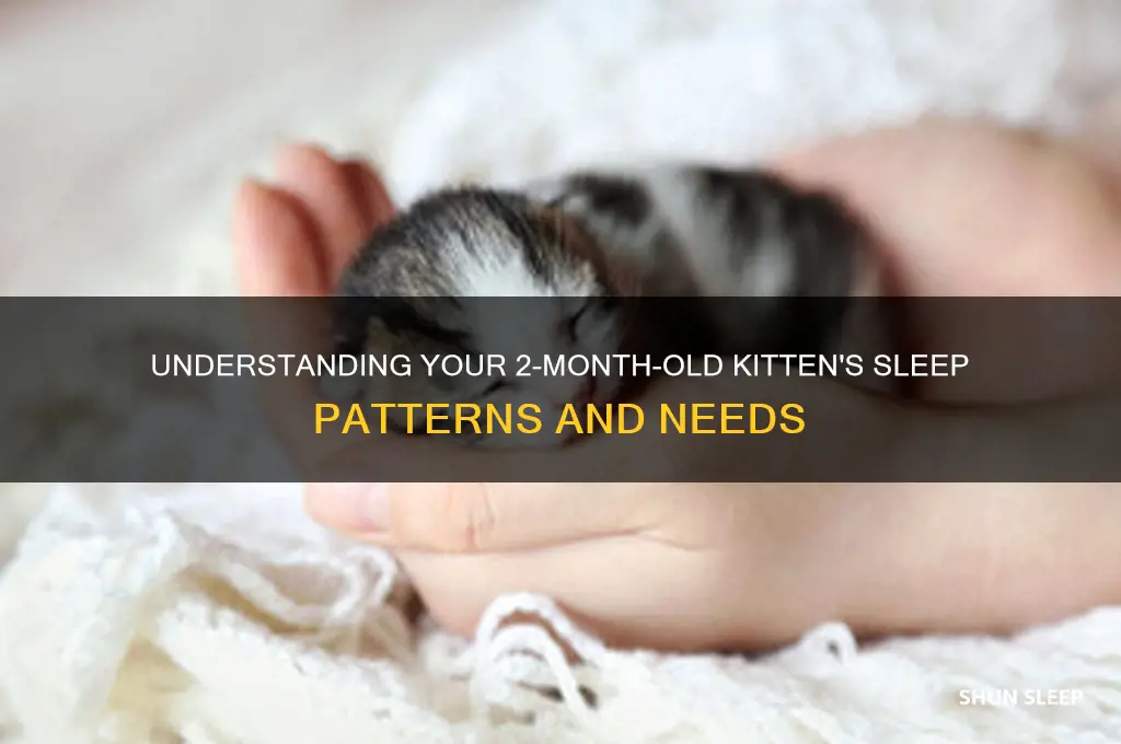 how many hours do 2 month old kitten sleep