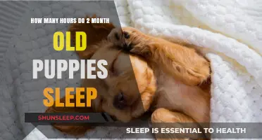 Understanding 2-Month-Old Puppy Sleep Patterns: Hours and Habits Explained