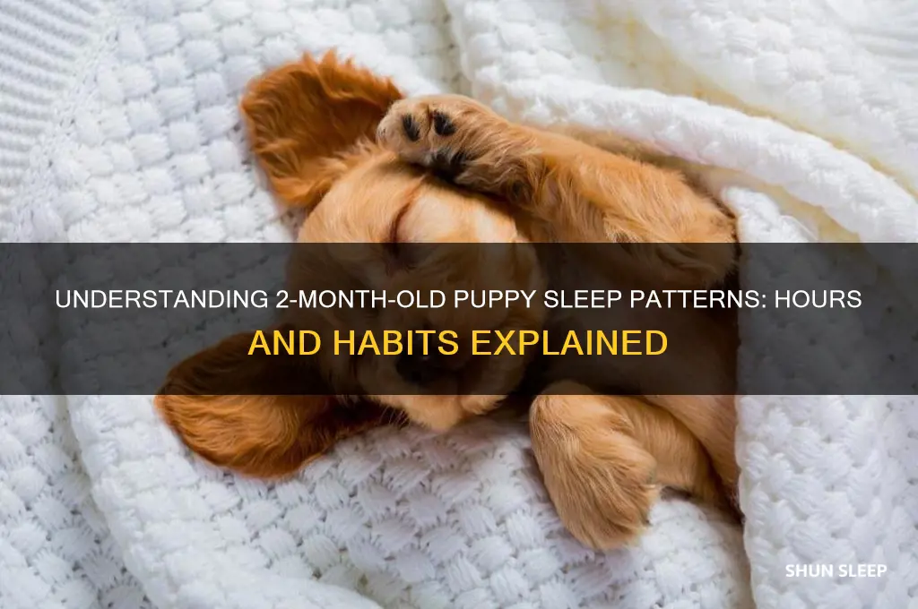 how many hours do 2 month old puppies sleep