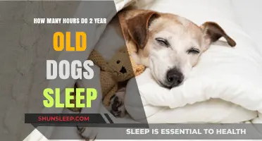 Understanding Your 2-Year-Old Dog's Sleep Patterns and Needs