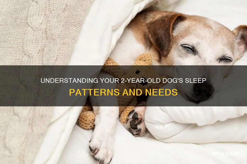 how many hours do 2 year old dogs sleep