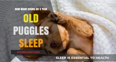 Understanding Puggle Sleep Patterns: How Much Do 2-Year-Olds Rest?