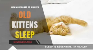 Understanding 3-Month-Old Kitten Sleep Patterns: Hours and Habits Explained