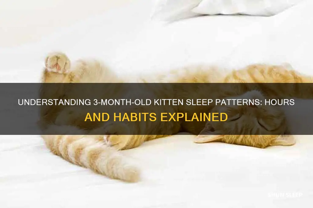 how many hours do 3 month old kittens sleep