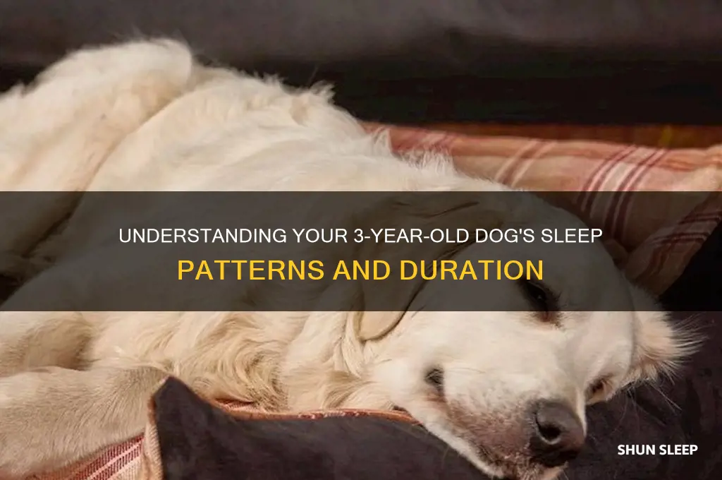 how many hours do 3 year old dogs sleep