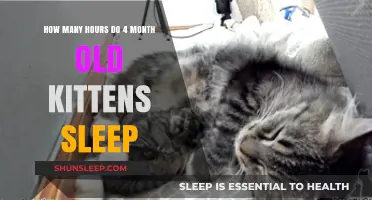 Understanding 4-Month-Old Kitten Sleep Patterns: Hours and Habits