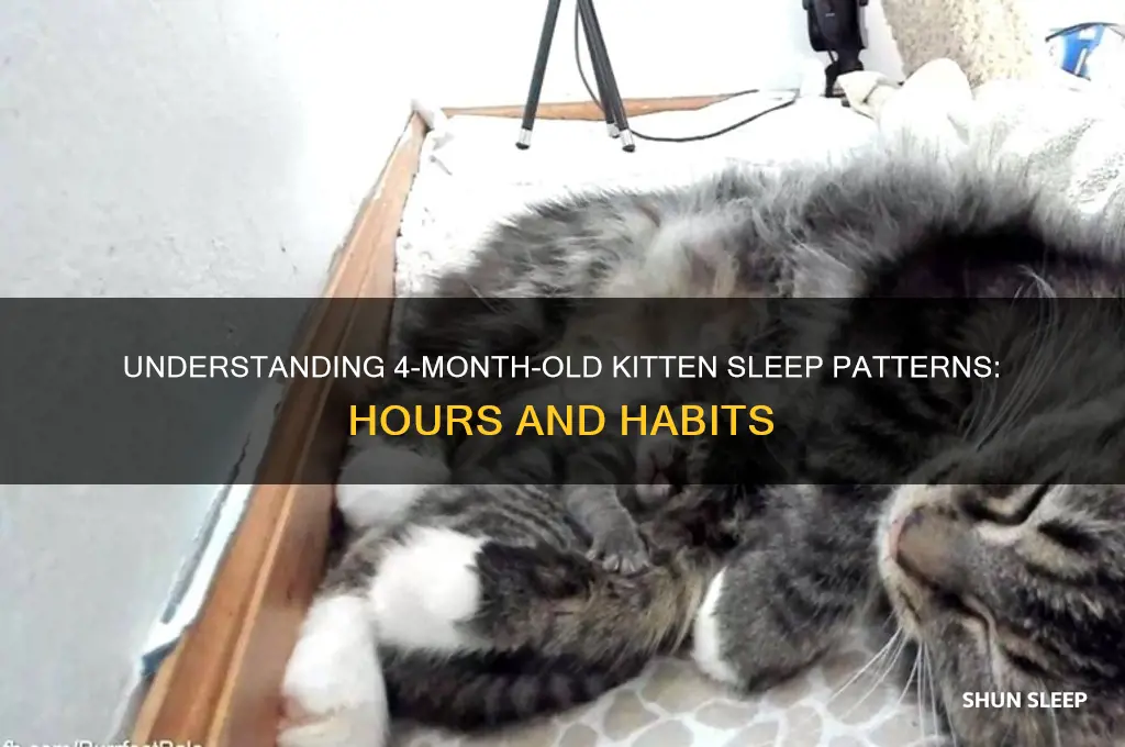 how many hours do 4 month old kittens sleep