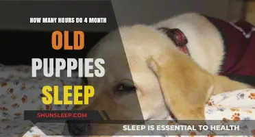 Understanding 4-Month-Old Puppy Sleep Patterns: Hours and Habits Explained