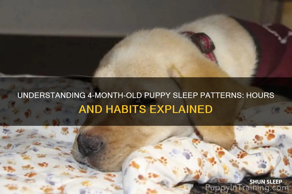 how many hours do 4 month old puppies sleep